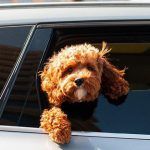 cinturón perro coche